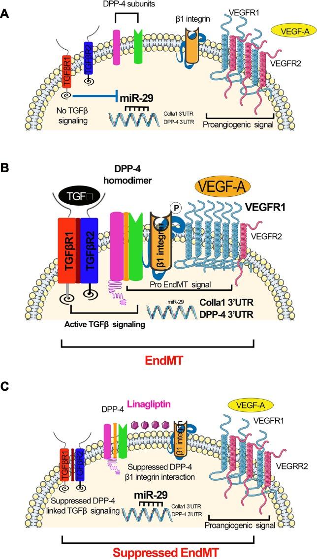 https://cdn.ncbi.nlm.nih.gov/pmc/blobs/79e7/6707424/0dc1f52b1a5e/fphar-10-00904-g003.jpg