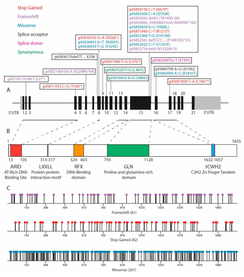 https://cdn.ncbi.nlm.nih.gov/pmc/blobs/79f4/7598172/b7755c1aaf23/cells-09-02152-g002.jpg