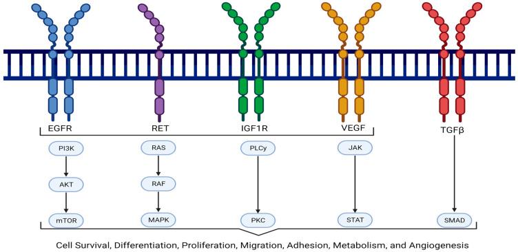 https://cdn.ncbi.nlm.nih.gov/pmc/blobs/7a03/12025738/28efa0a477c6/cancers-17-01319-g002.jpg