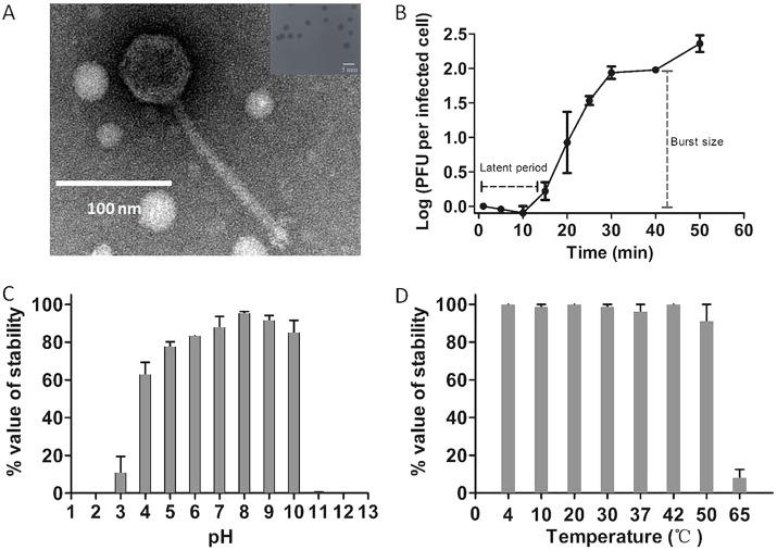https://cdn.ncbi.nlm.nih.gov/pmc/blobs/7a05/7199398/273e74b1d7e1/JVI.00066-20-f0001.jpg