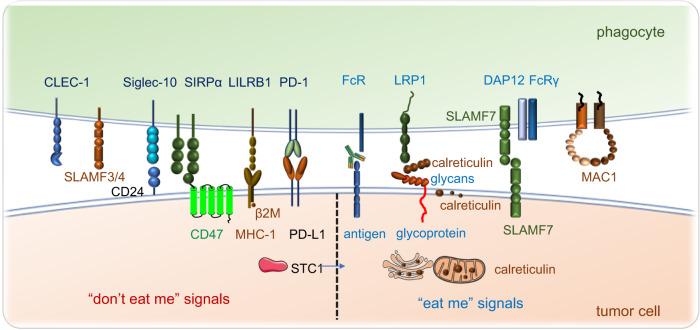 https://cdn.ncbi.nlm.nih.gov/pmc/blobs/7a22/9992670/441e43733d44/41392_2023_1365_Fig2_HTML.jpg
