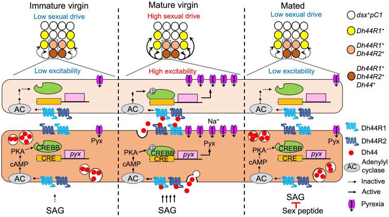 https://cdn.ncbi.nlm.nih.gov/pmc/blobs/7a35/10927590/e335dee5085c/pnas.2310841121fig06.jpg