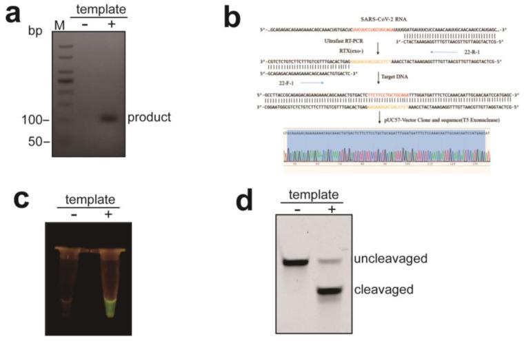 https://cdn.ncbi.nlm.nih.gov/pmc/blobs/7a57/11118887/2ab5e9196829/biosensors-14-00245-g007.jpg