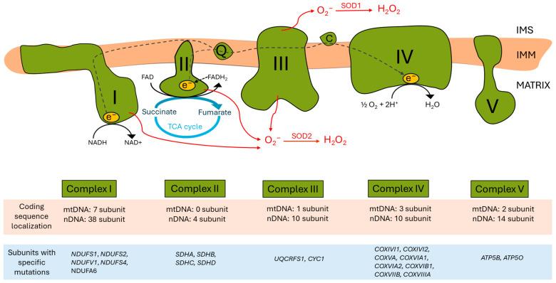 https://cdn.ncbi.nlm.nih.gov/pmc/blobs/7ace/11761250/2824fe245945/antioxidants-14-00076-g001.jpg