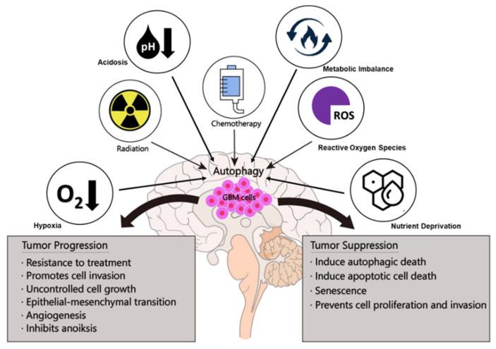 https://cdn.ncbi.nlm.nih.gov/pmc/blobs/7b8d/8227518/129e76745fb9/cells-10-01411-g003.jpg