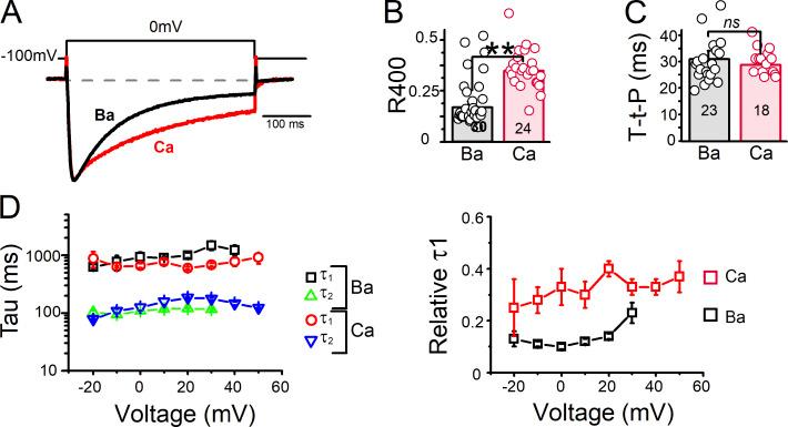 https://cdn.ncbi.nlm.nih.gov/pmc/blobs/7bae/10983803/902503b48903/JGP_202313509_Fig4.jpg