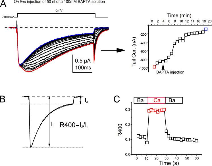 https://cdn.ncbi.nlm.nih.gov/pmc/blobs/7bae/10983803/ab1ec530e8f6/JGP_202313509_Fig1.jpg
