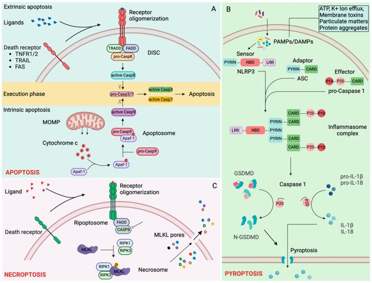 https://cdn.ncbi.nlm.nih.gov/pmc/blobs/7bba/10525759/186008d149c8/biology-12-01172-g002.jpg