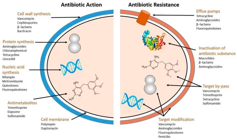 https://cdn.ncbi.nlm.nih.gov/pmc/blobs/7bc3/11274200/427f4497dae1/antibiotics-13-00623-g002.jpg