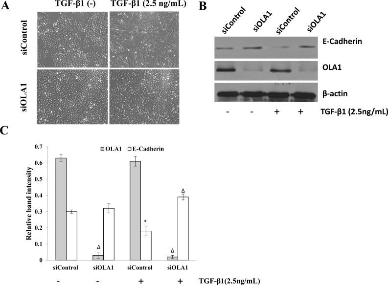 https://cdn.ncbi.nlm.nih.gov/pmc/blobs/7c09/4891128/7be732a55b35/oncotarget-07-10402-g003.jpg