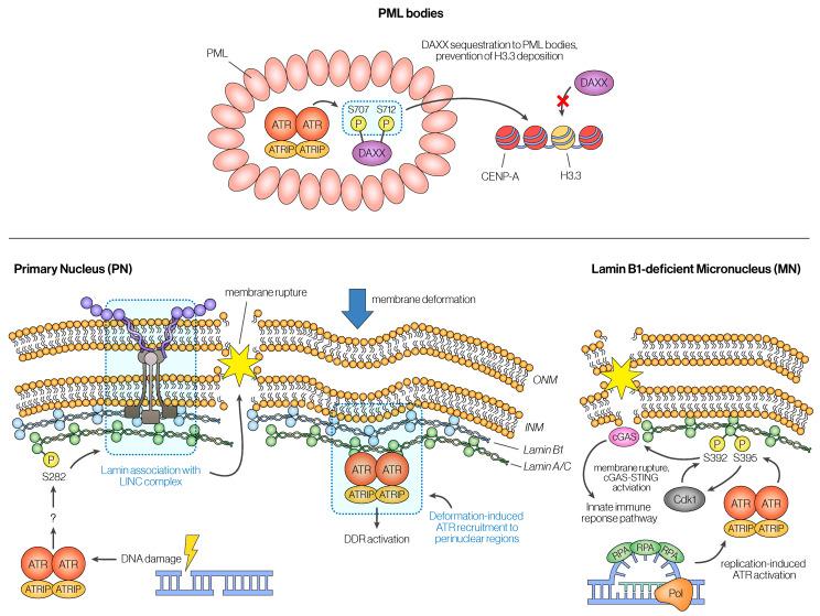 https://cdn.ncbi.nlm.nih.gov/pmc/blobs/7c2d/11506335/1a7bb4039e73/cancers-16-03536-g004.jpg