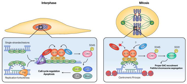 https://cdn.ncbi.nlm.nih.gov/pmc/blobs/7c2d/11506335/77df49f78727/cancers-16-03536-g003.jpg