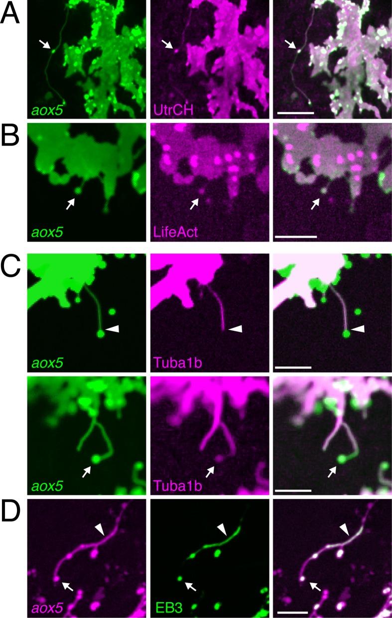 https://cdn.ncbi.nlm.nih.gov/pmc/blobs/7c33/4764569/bd7e7568bf87/elife-12401-fig2.jpg