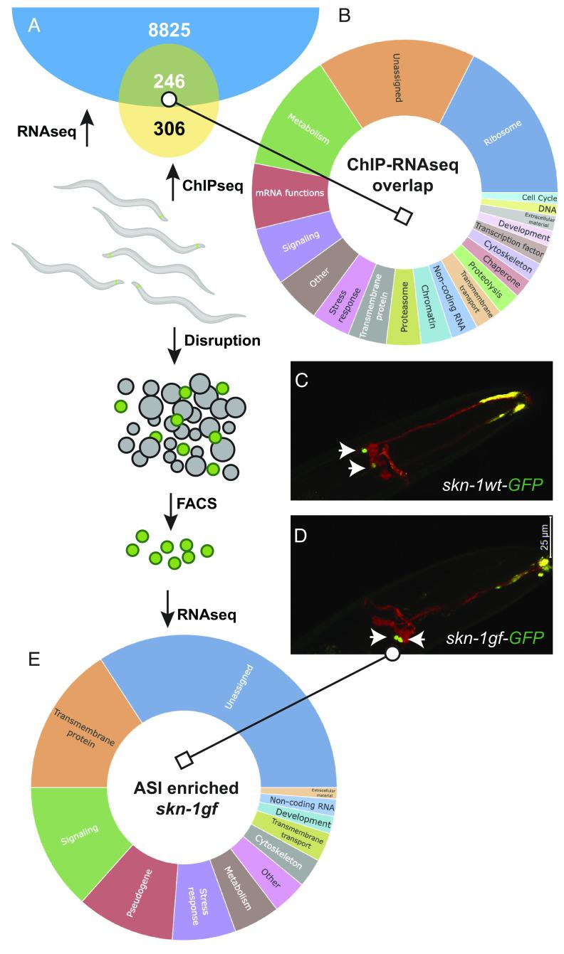 https://cdn.ncbi.nlm.nih.gov/pmc/blobs/7c54/10756303/9e281839908e/pnas.2308565120fig01.jpg