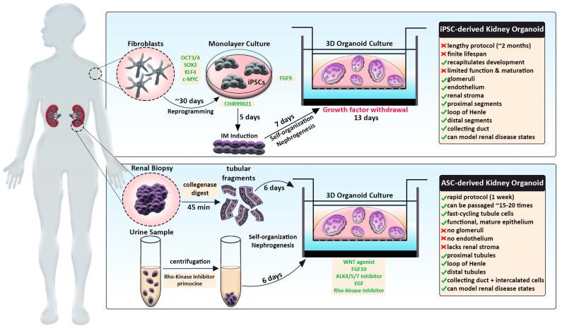 https://cdn.ncbi.nlm.nih.gov/pmc/blobs/7c5c/9954122/fb065fbfa154/cells-12-00549-g001.jpg