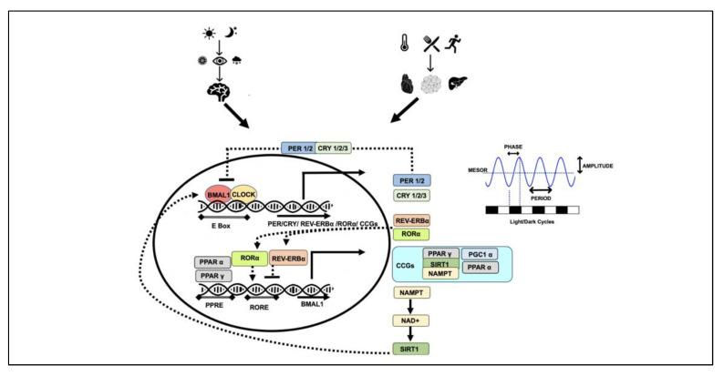https://cdn.ncbi.nlm.nih.gov/pmc/blobs/7c6c/9739590/a876c5b1a05a/nutrients-14-05080-g001.jpg