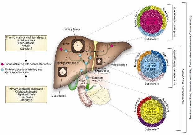 https://cdn.ncbi.nlm.nih.gov/pmc/blobs/7c91/4558112/c85a43793434/oncotarget-06-14744-g001.jpg