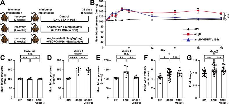 https://cdn.ncbi.nlm.nih.gov/pmc/blobs/7cbc/7695461/c97a7074e91f/elife-58376-fig5.jpg