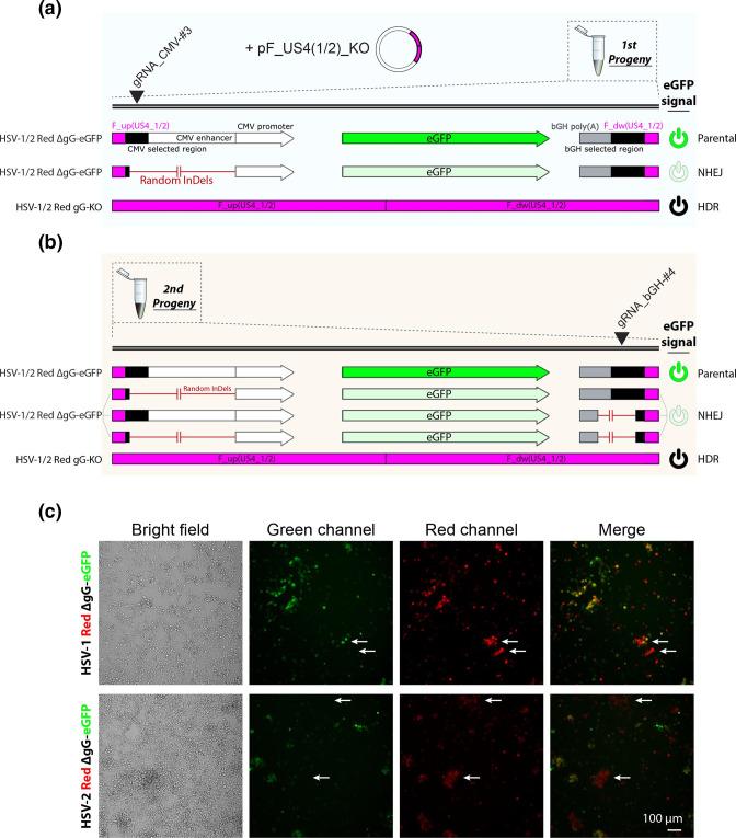 https://cdn.ncbi.nlm.nih.gov/pmc/blobs/7ce3/10019086/378668e383b4/jgv-103-1797-g003.jpg