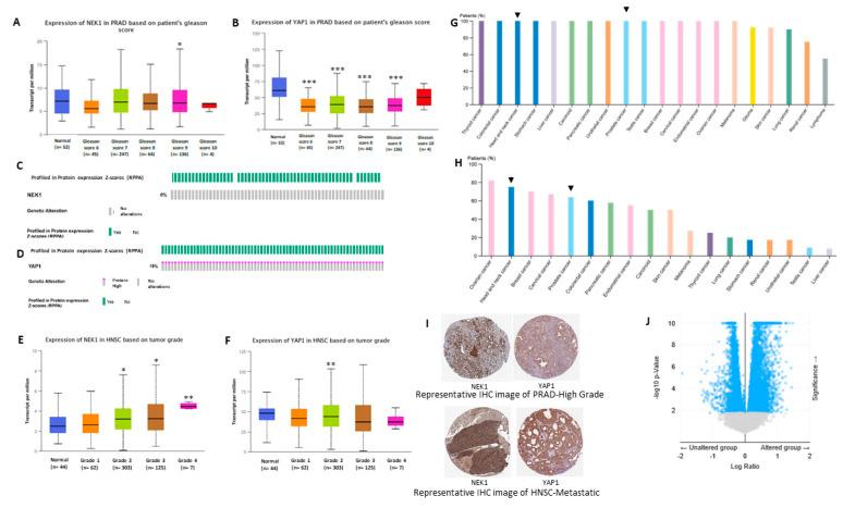 https://cdn.ncbi.nlm.nih.gov/pmc/blobs/7ceb/7762262/07a9ed98f711/cancers-12-03666-g005.jpg