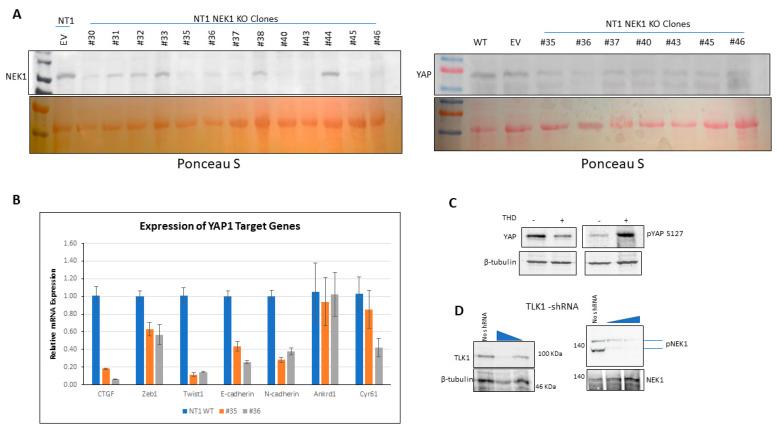 https://cdn.ncbi.nlm.nih.gov/pmc/blobs/7ceb/7762262/1581551f7175/cancers-12-03666-g002.jpg