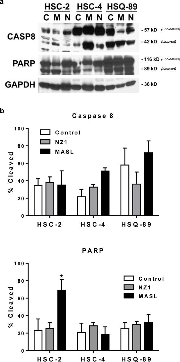 https://cdn.ncbi.nlm.nih.gov/pmc/blobs/7cf6/4496201/13866b7a0417/oncotarget-06-9045-g006.jpg