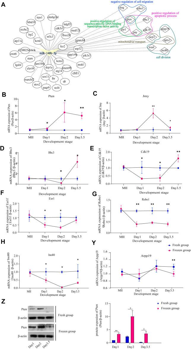 https://cdn.ncbi.nlm.nih.gov/pmc/blobs/7d0a/8728010/2d3e7b1d37f6/fcell-09-749486-g004.jpg