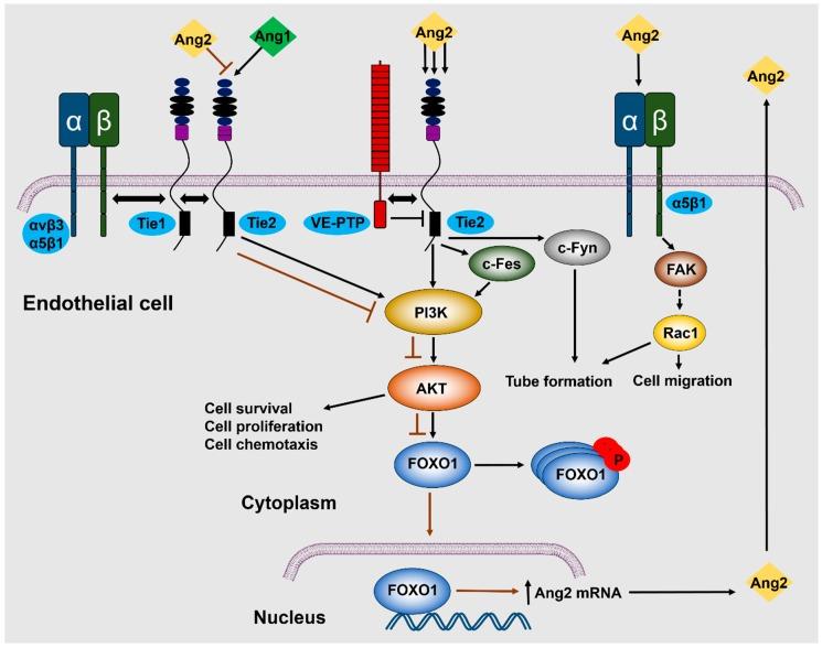 https://cdn.ncbi.nlm.nih.gov/pmc/blobs/7d28/6562915/510bfbf75ab9/cells-08-00471-g002.jpg