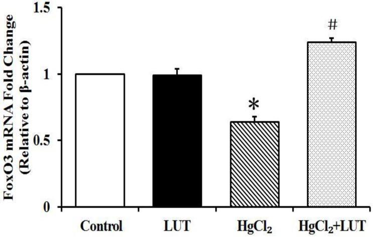 https://cdn.ncbi.nlm.nih.gov/pmc/blobs/7d36/5522226/11c128ea2431/oncotarget-08-40982-g006.jpg