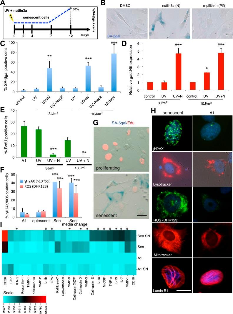 https://cdn.ncbi.nlm.nih.gov/pmc/blobs/7d4a/4434796/e64988c79126/elife05505f001.jpg