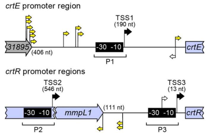 https://cdn.ncbi.nlm.nih.gov/pmc/blobs/7d4b/9861118/450e6d7b22b4/pathogens-12-00086-g005.jpg