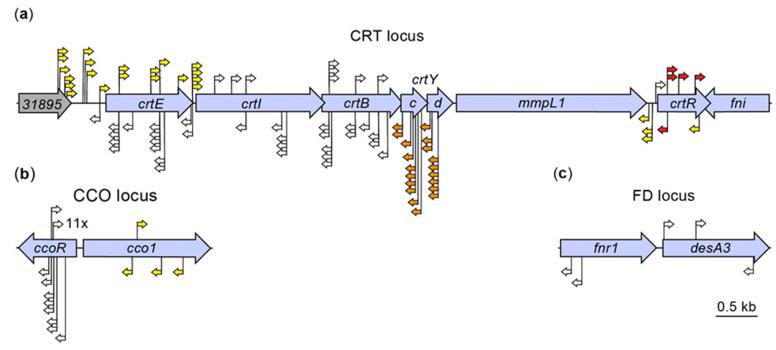 https://cdn.ncbi.nlm.nih.gov/pmc/blobs/7d4b/9861118/e8887e0e5c4a/pathogens-12-00086-g002.jpg