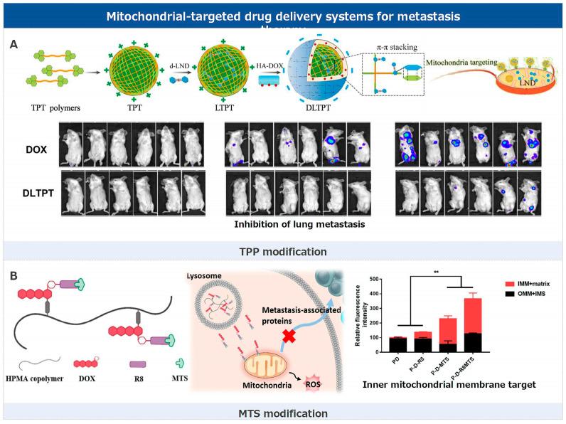 https://cdn.ncbi.nlm.nih.gov/pmc/blobs/7d60/11859411/41659e2b46fd/pharmaceutics-17-00198-g003.jpg
