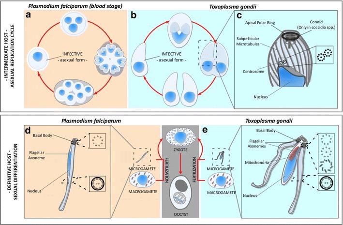 https://cdn.ncbi.nlm.nih.gov/pmc/blobs/7d67/4743101/c58b70e5d0ef/13630_2016_25_Fig1_HTML.jpg