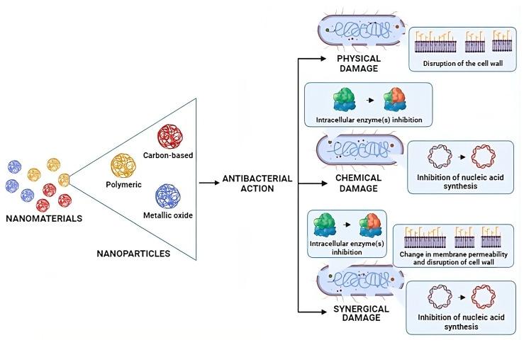 https://cdn.ncbi.nlm.nih.gov/pmc/blobs/7d8e/10813423/6bbd7e4da186/biomedicines-12-00176-g002.jpg