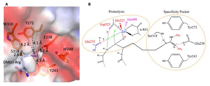 https://cdn.ncbi.nlm.nih.gov/pmc/blobs/7d9a/8945206/3dd0bef258aa/biomolecules-12-00347-g010.jpg