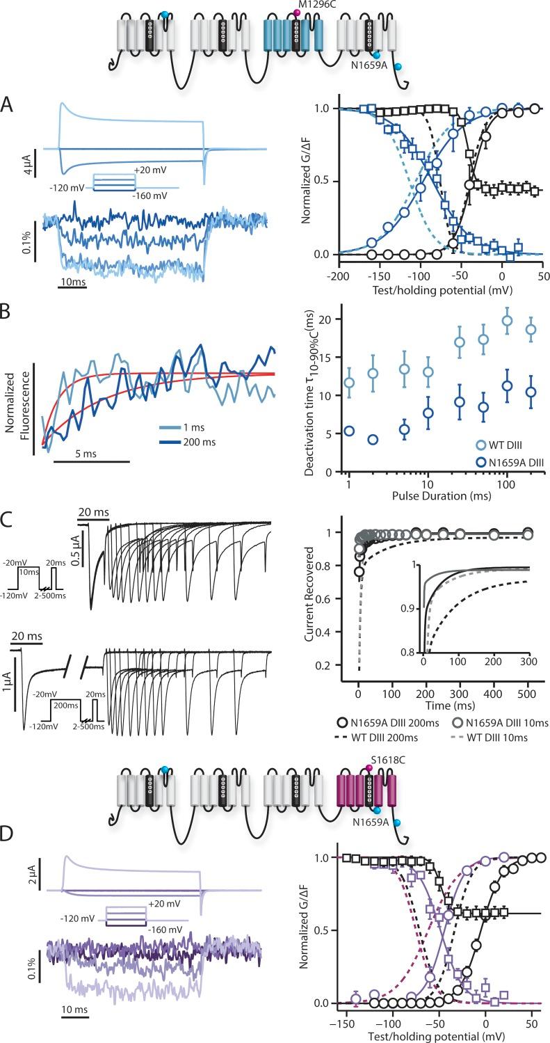https://cdn.ncbi.nlm.nih.gov/pmc/blobs/7d9b/5339511/e8f5595e960f/JGP_201611678_Fig6.jpg