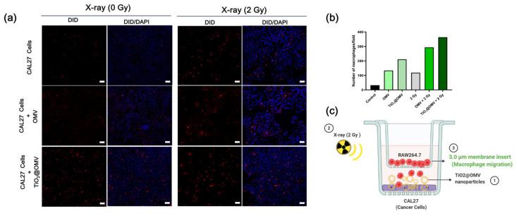 https://cdn.ncbi.nlm.nih.gov/pmc/blobs/7da8/11678132/2712bf0eb5dc/nanomaterials-14-02045-g008.jpg