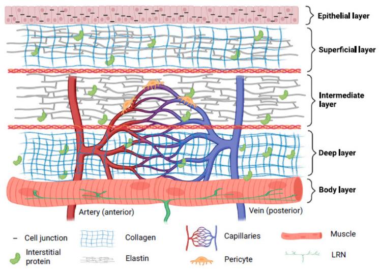 https://cdn.ncbi.nlm.nih.gov/pmc/blobs/7db5/9775346/ba1df7ae3f3f/biomedicines-10-03082-g001.jpg