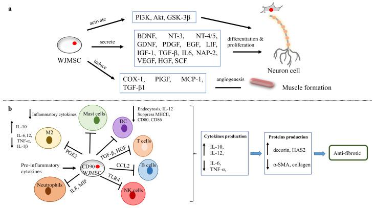https://cdn.ncbi.nlm.nih.gov/pmc/blobs/7db5/9775346/fb526d8127c9/biomedicines-10-03082-g006.jpg
