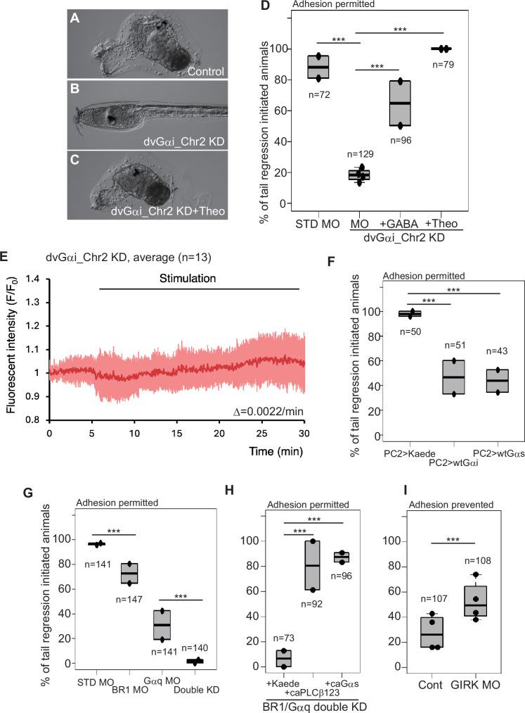 https://cdn.ncbi.nlm.nih.gov/pmc/blobs/7dc2/12176390/02c4fd9c2f95/elife-99825-fig6.jpg