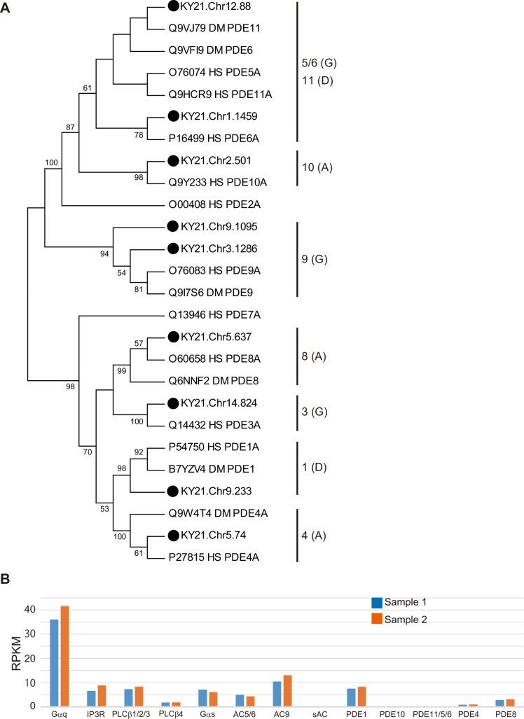 https://cdn.ncbi.nlm.nih.gov/pmc/blobs/7dc2/12176390/173ba2cec748/elife-99825-fig1-figsupp3.jpg