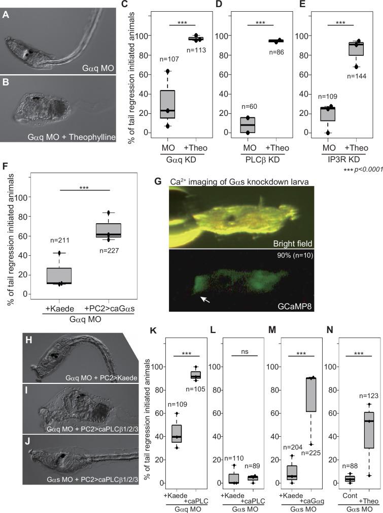 https://cdn.ncbi.nlm.nih.gov/pmc/blobs/7dc2/12176390/18ce0b838b10/elife-99825-fig4.jpg