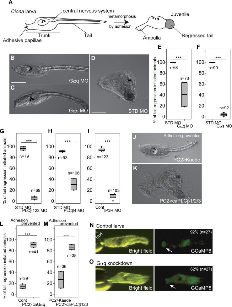 https://cdn.ncbi.nlm.nih.gov/pmc/blobs/7dc2/12176390/629ce3f1e138/elife-99825-fig1.jpg