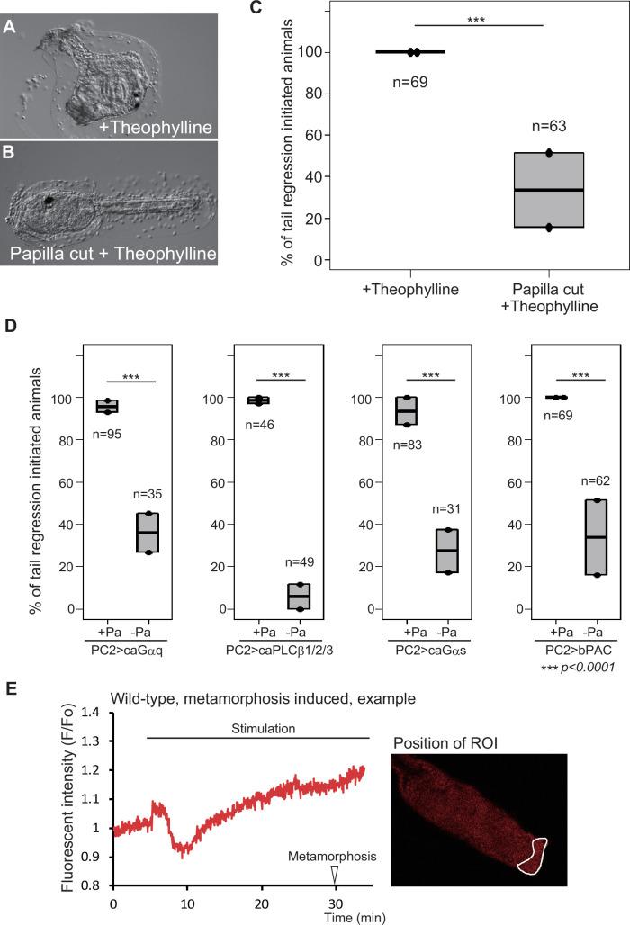 https://cdn.ncbi.nlm.nih.gov/pmc/blobs/7dc2/12176390/9042805b4866/elife-99825-fig3.jpg