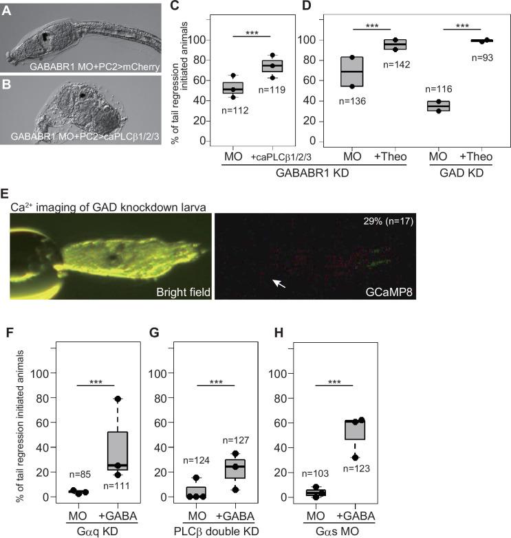https://cdn.ncbi.nlm.nih.gov/pmc/blobs/7dc2/12176390/acdb16e4cfd0/elife-99825-fig5.jpg