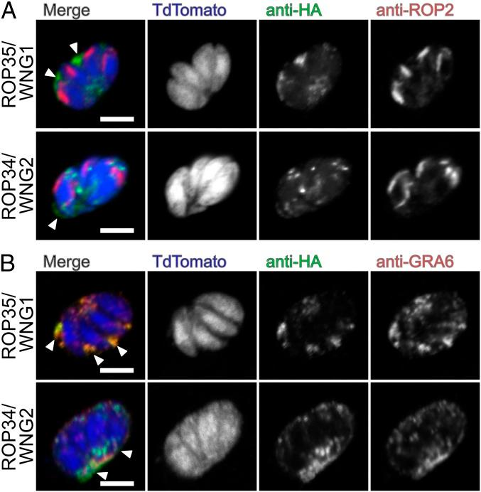 https://cdn.ncbi.nlm.nih.gov/pmc/blobs/7dc2/6442604/21754de81433/pnas.1816161116fig02.jpg