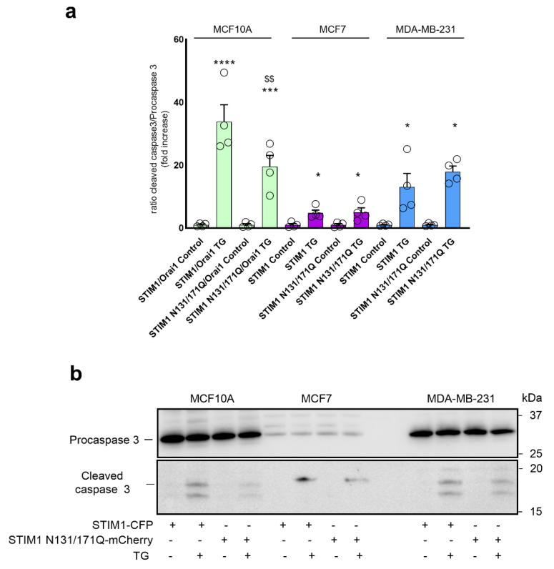 https://cdn.ncbi.nlm.nih.gov/pmc/blobs/7dc5/9818078/27f5f891130e/cancers-15-00203-g007.jpg