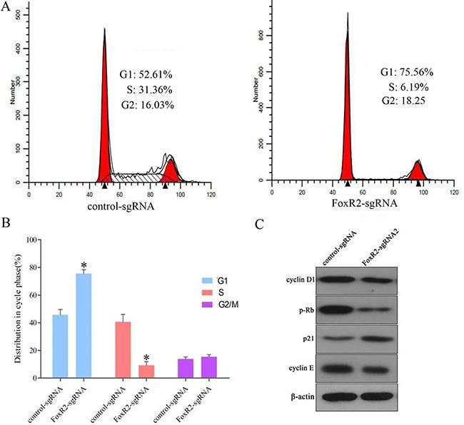 https://cdn.ncbi.nlm.nih.gov/pmc/blobs/7dd5/5593559/3c95dd316203/oncotarget-08-56255-g003.jpg