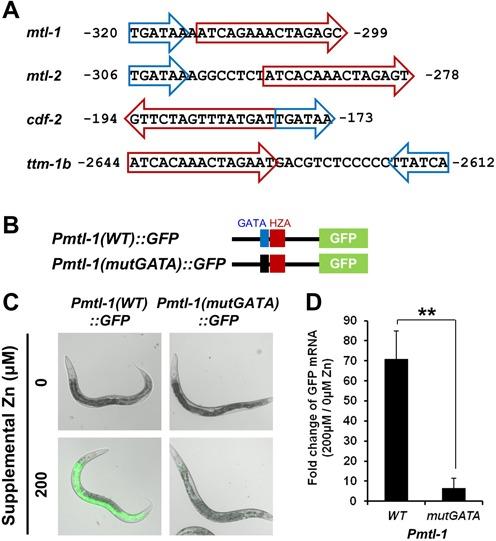https://cdn.ncbi.nlm.nih.gov/pmc/blobs/7ded/4333406/2f4f0e277fe0/gku1360fig4.jpg